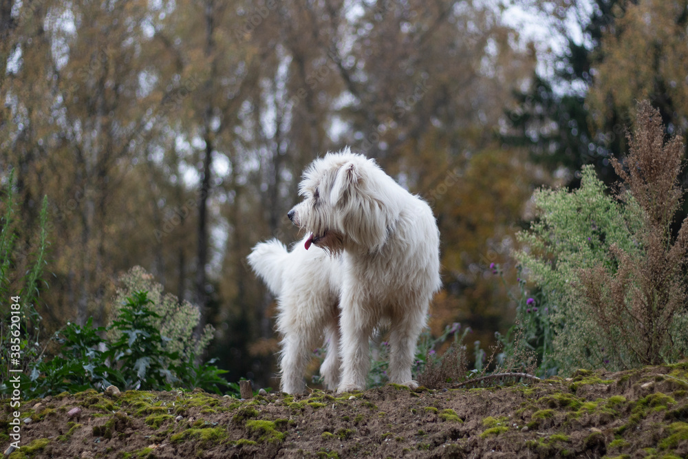 The dog is standing on a hillock. Shaggy dog. Pet has white hair. Walking through the woods with your favorite animal. The dog is happy.