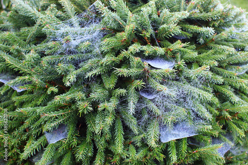 Green spruce branches entangled in cobwebs. White spider web on  decorative  tree in the garden.