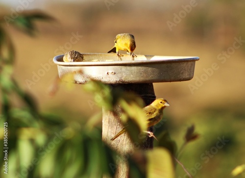 canario da terra photo