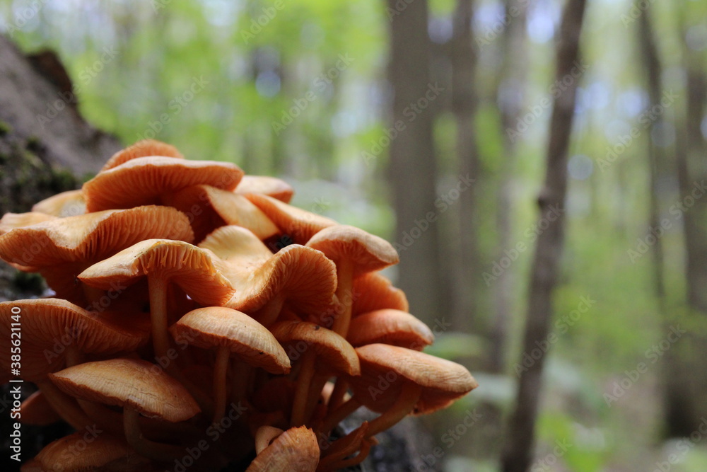 mushrooms in the forest mushrooms in the forest