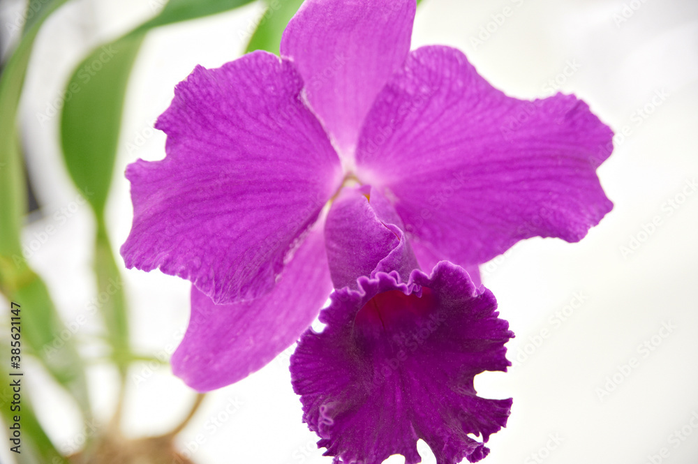 Fototapeta premium 紫色のカトレア