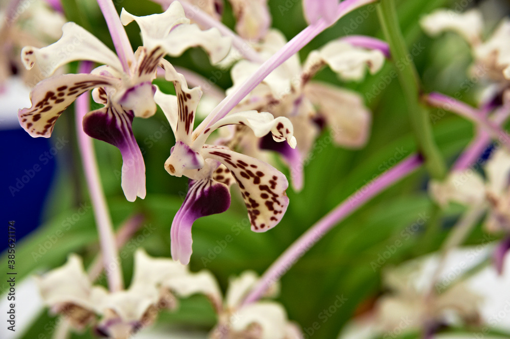 Obraz premium 紫色の斑点と花弁が綺麗な蘭
