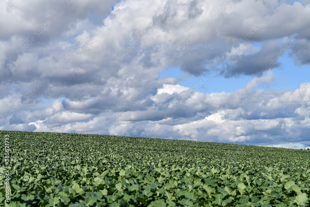 Agricultural landscape of fields with green organic fertilizer plants and blue sky with stormy clouds. Copy space. 