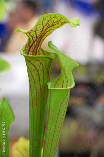 緑のトランペット状の植物 photo
