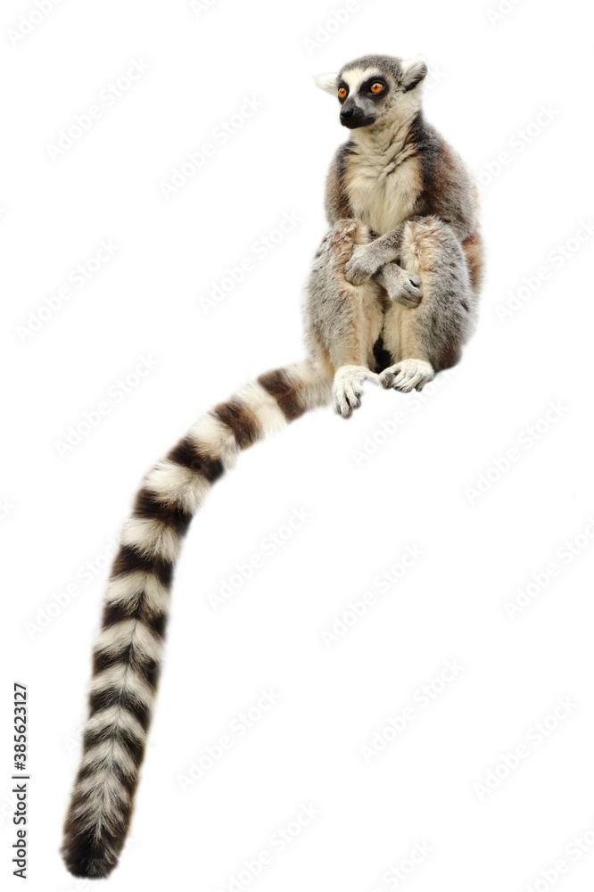 Portrait of ring-tailed lemur, Lemur catta, isolated on white background. Monkey sitting with forelegs crossed on knees. Long tail, the most famous sign, hanging down. Habitat Madagascar, Africa.
 - obrazy, fototapety, plakaty 