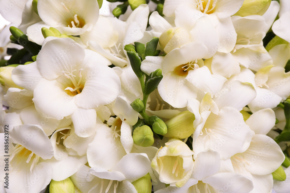 Closeup view of beautiful white freesia flowers Closeup view of beautiful white freesia flowers