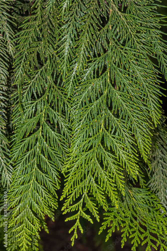 Leaves of Western Red Cedar (Thuja plicata)