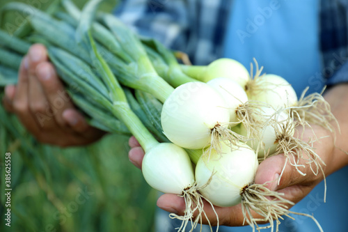 Man holding fresh green onions outdoors, closeup