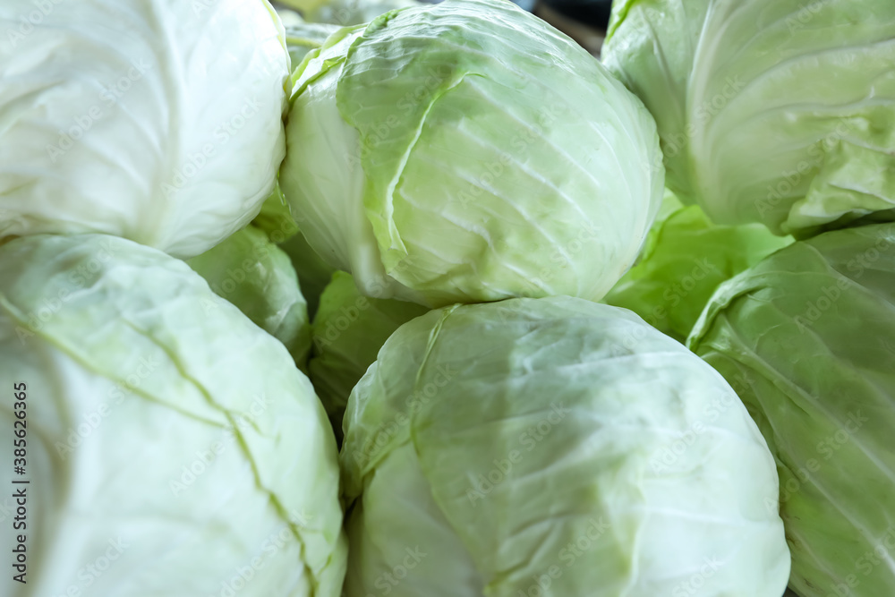 Fototapeta premium Pile of ripe white cabbages as background, closeup