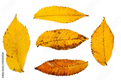 Fall yellow leaves of Chinese or lacebark elm tree (Ulmus parvifolia) isolated on a white background.