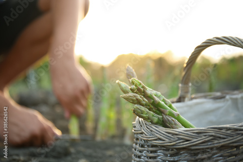 Wicker basket with fresh asparagus in field, closeup