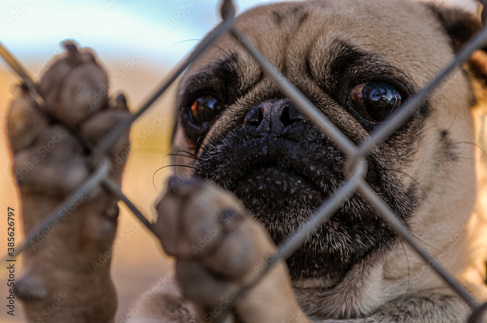 sad pug behind the fence