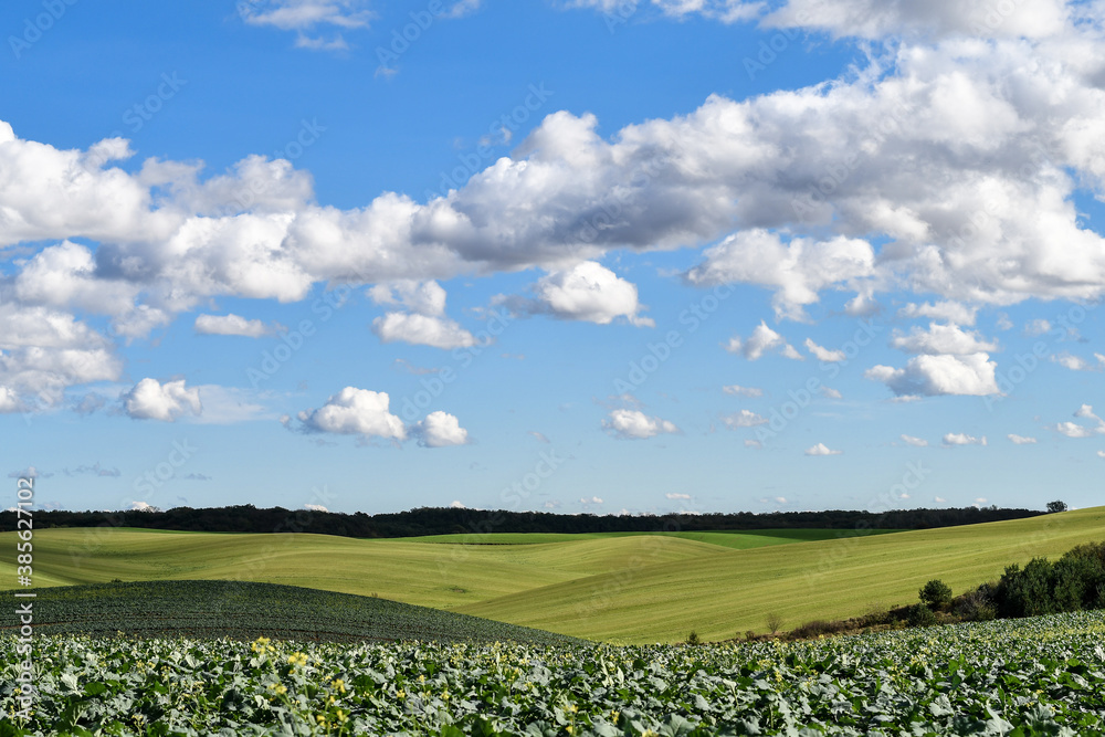 Agricultural landscape of green hills covered with organic canola fertilizer plants and blue sky with clouds. Selective focus.