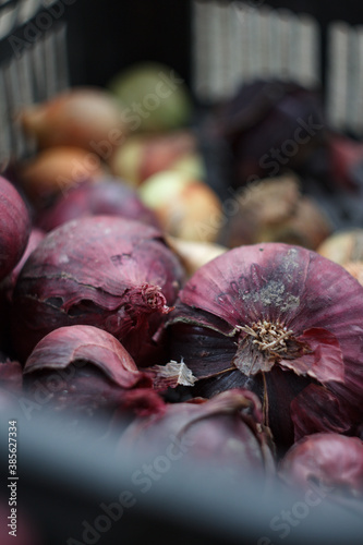 Red onion basket - organic farming photo