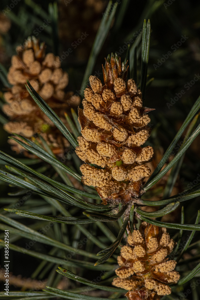 Male Cones of Scots Pine (Pinus sylvestris) Male Cones of Scots Pine (Pinus sylvestris)