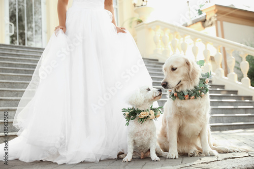 Canvas Print Bride and adorable dogs wearing wreathes made of beautiful flowers outdoors, clo