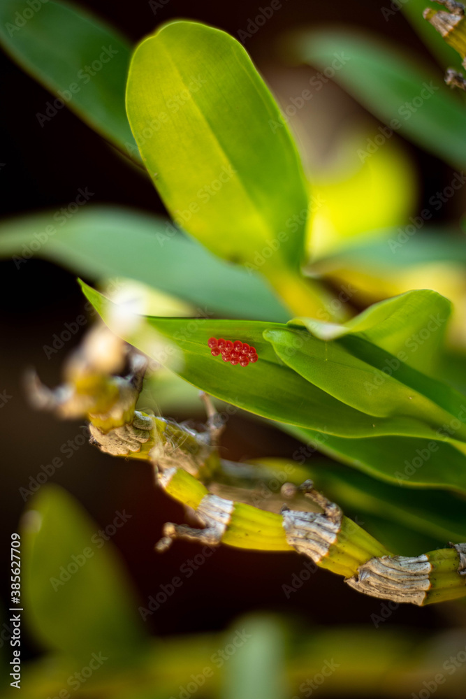 Fototapeta premium Red insect egg in a leaf of Orchid