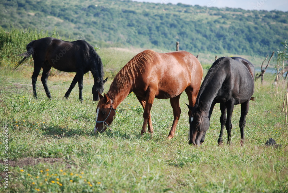 horses in the meadow