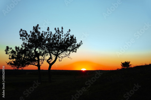 Picturesque view of green tree at sunset