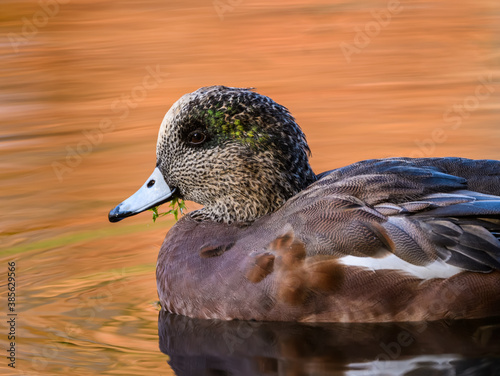 Male American Wigeon Swimming in Yellow Orange and Red Water in Fall  photo
