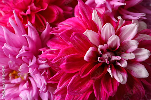 Beautiful blooming dahlia flowers as background  closeup