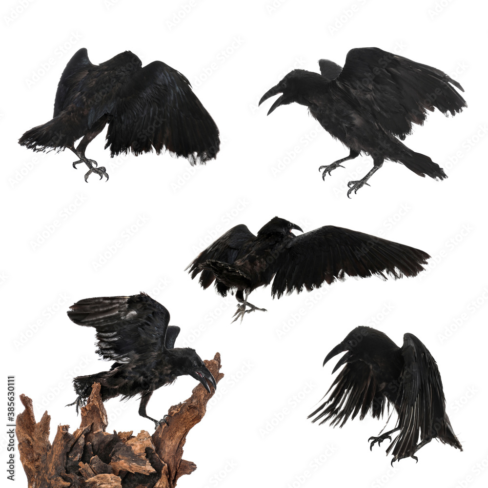 Fototapeta premium Collage with black ravens on white background