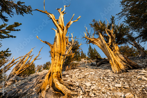Fototapet Twisted and gnarled ancient bristlecone pine trees climb towards sky