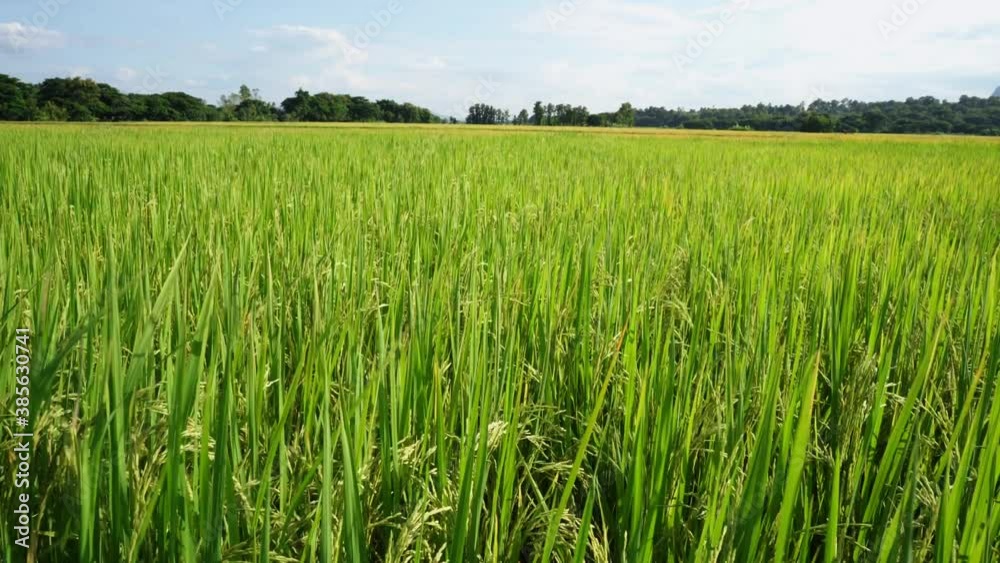 Growing rice paddy field against tiny cloud sky background. Growing rice paddy field against tiny cloud sky background.