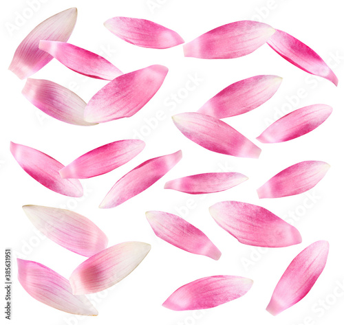 Set of beautiful pink lotus flower petals on white background