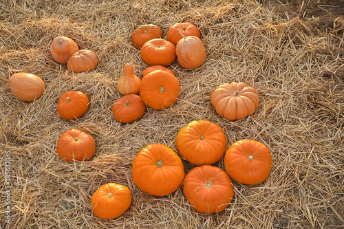 Ripe orange pumpkins among straw in field, above view