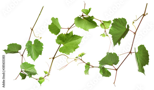 Set of grapevines with green leaves on white background