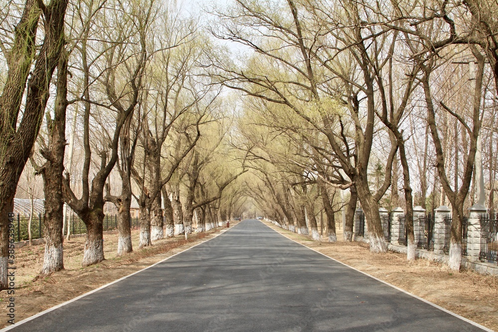 Paved road through the woods in spring