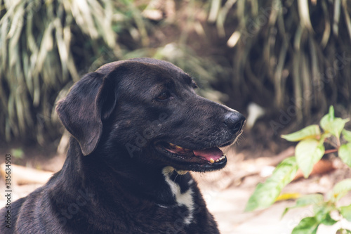 Hermoso labrador negro