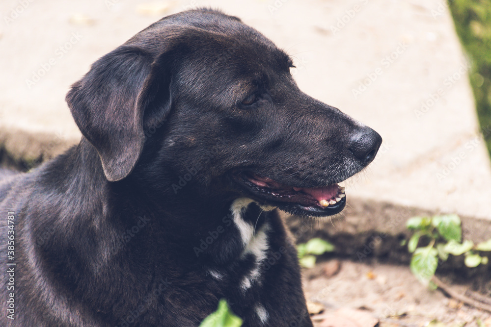 Labrador negro cansado