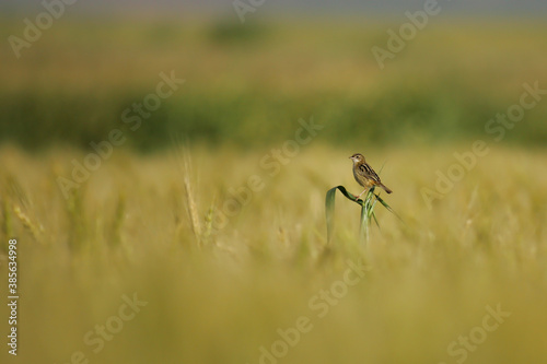 Zitting Cisticola (Cisticola juncidis) adult sitting on ears of grain in cereal field, Andalusia, Spain © Martin Grimm