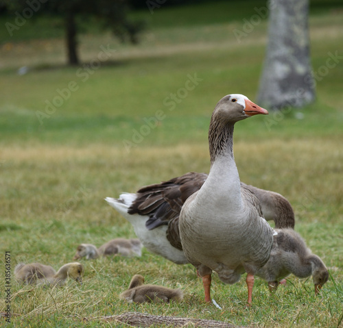 goose with goslings on the grass