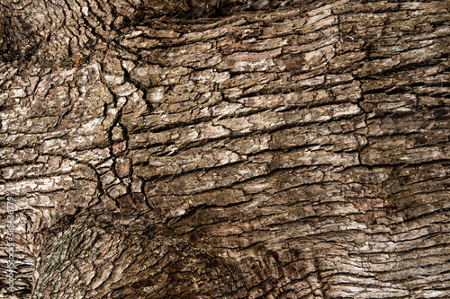 Tree timber bark wood close up ideal as natural environment graphic background wallpaper