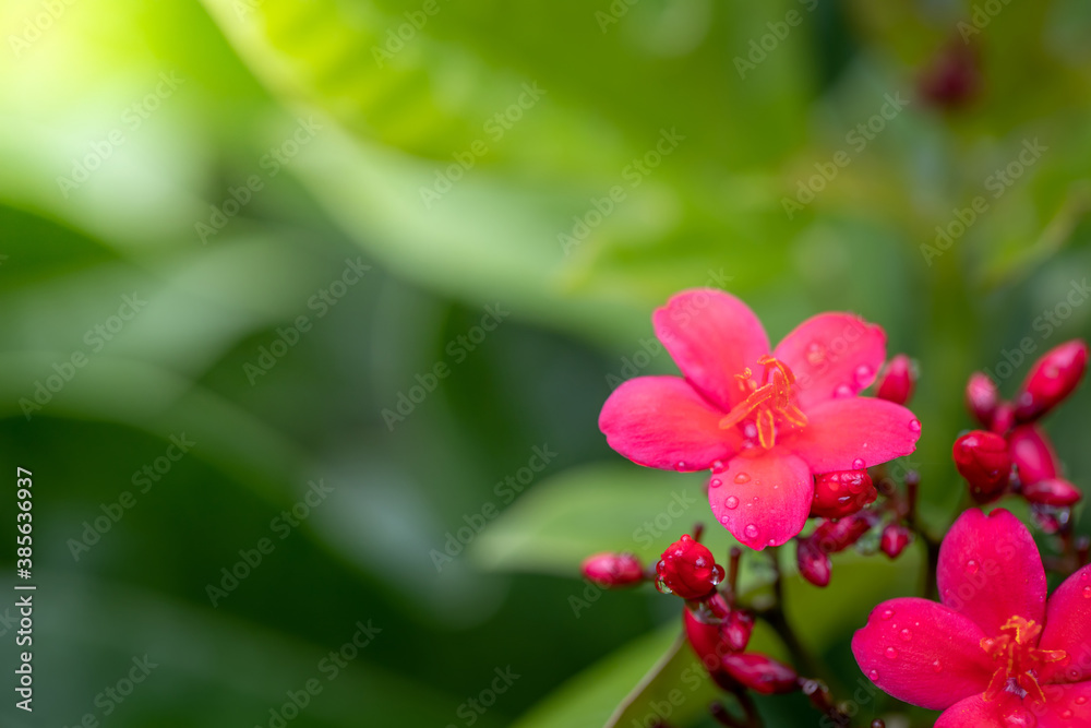 Fototapeta premium Roses in the garden