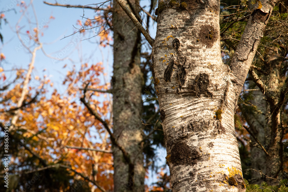 Two Birch Trees against a Blue Sky