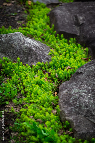 Bright green plants growing between stones looking like a flow of water in a river