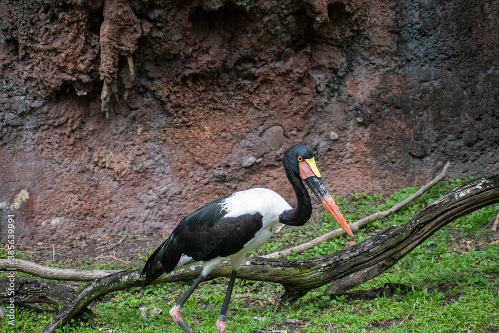 Fototapeta premium stork in the nest