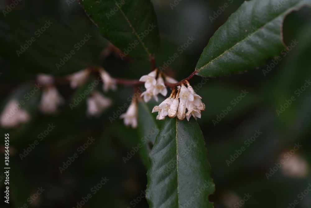 Elaeagnus pungens flowers / Elaeagnaceae evergreen shrub. Elaeagnus pungens flowers / Elaeagnaceae evergreen shrub.