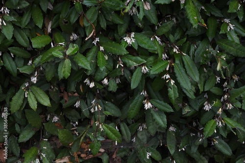 Elaeagnus pungens flowers / Elaeagnaceae evergreen shrub. © tamu