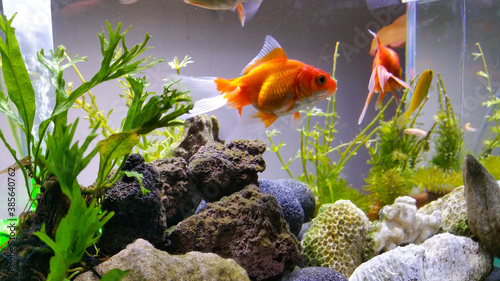 Beautiful Goldfish in an indoor aquarium and are maintained using a glass aquarium and led light photo