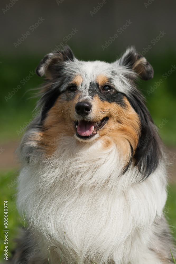 Portrait of a sheltie