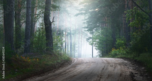 Pathway through the evergreen forest in a mysterious morning fog, natural tunnel of the fir and pine trees. Idyllic autumn scene. Pure nature, ecology, seasons. Dark atmospheric landscape. Panorama photo