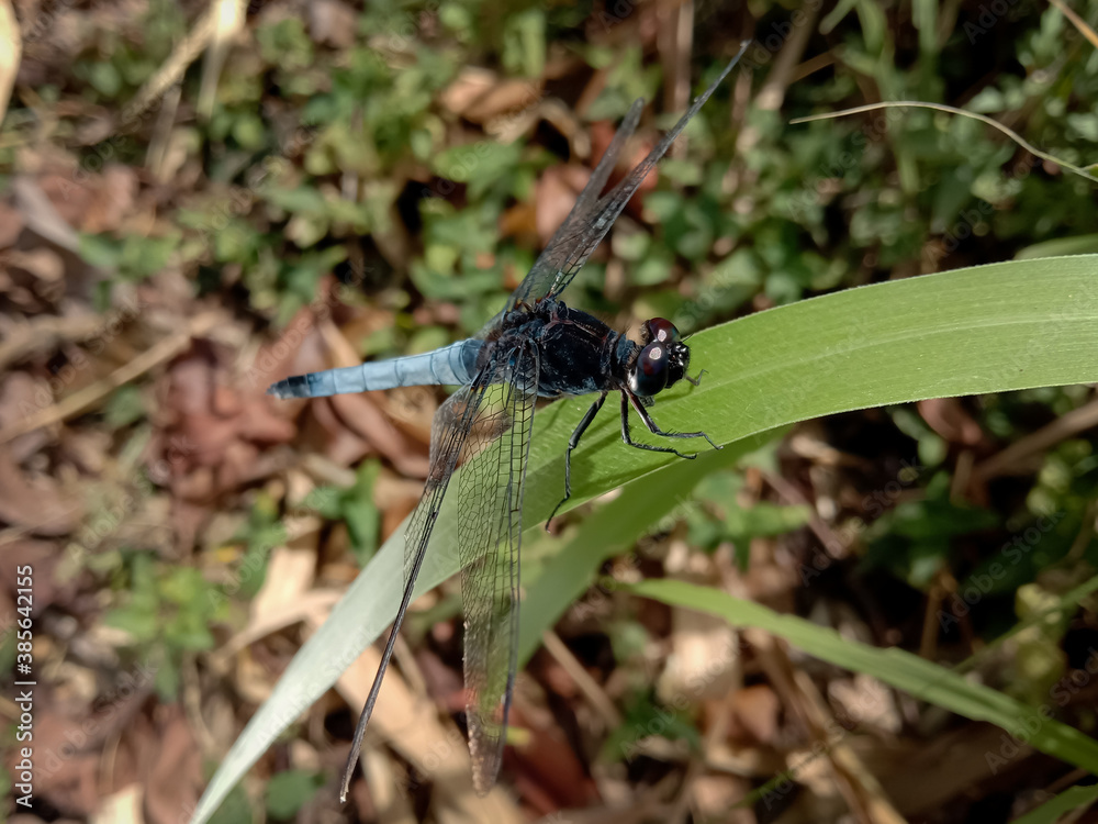 picture of a blue male marsh hawk dragonfly (orthetrum glaucum) picture of a blue male marsh hawk dragonfly (orthetrum glaucum)