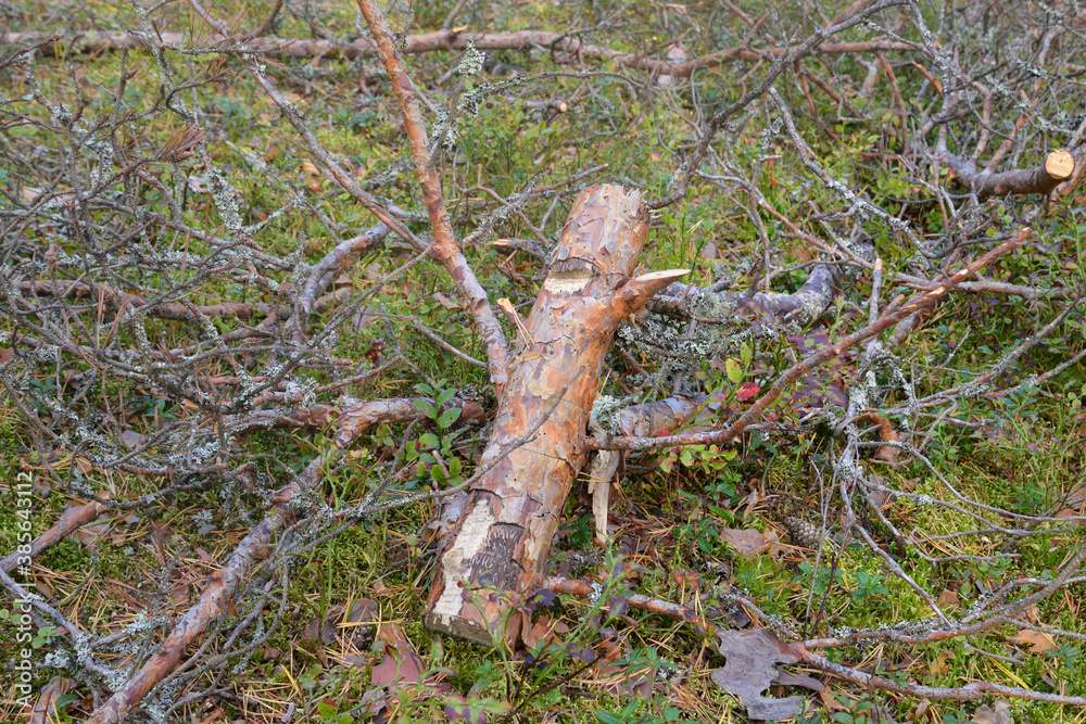 Fototapeta premium Pine branches on the ground.