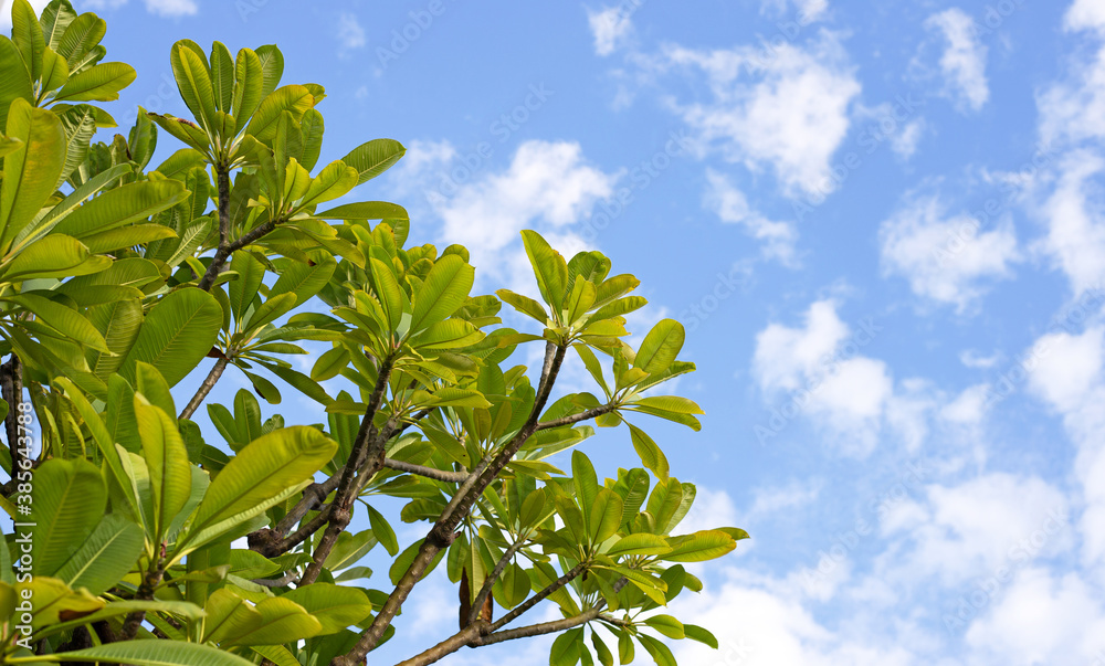 Plumeria trees with sky and clouds.