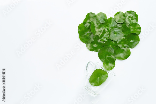 Fresh green centella asiatica leaves or water pennywort  plant with glass cup on white background. © Bowonpat